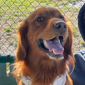 Meet your Posher, Lexy